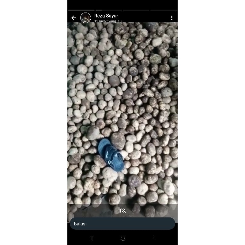 

kentang dieng ukuran sedang bc