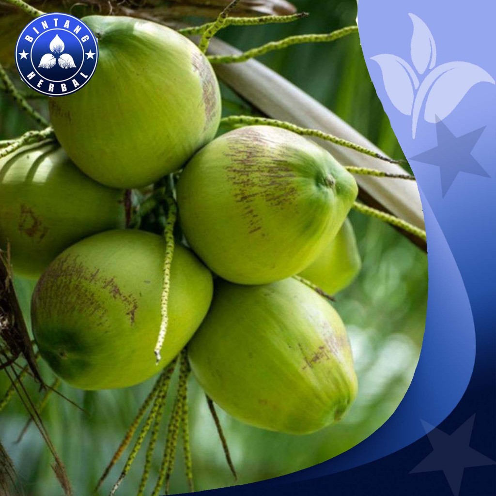 

BUAH KELAPA MUDA DADAKAN / SATU BUAH - BINTANG HERBAL