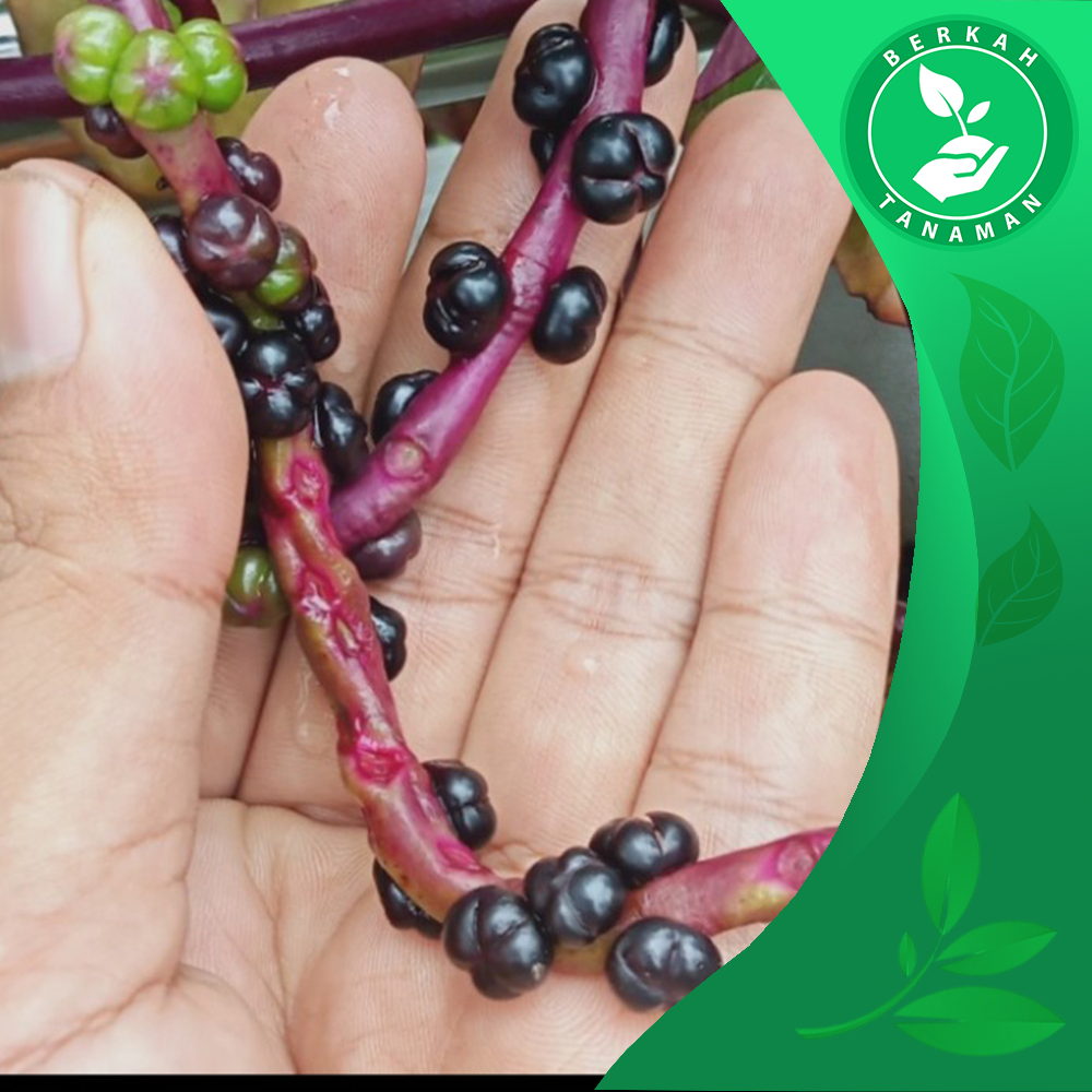 

Asli!! Buah Binahong / Angkung 100 Biji, 150 Biji, 250 Biji + Bonus Herbal