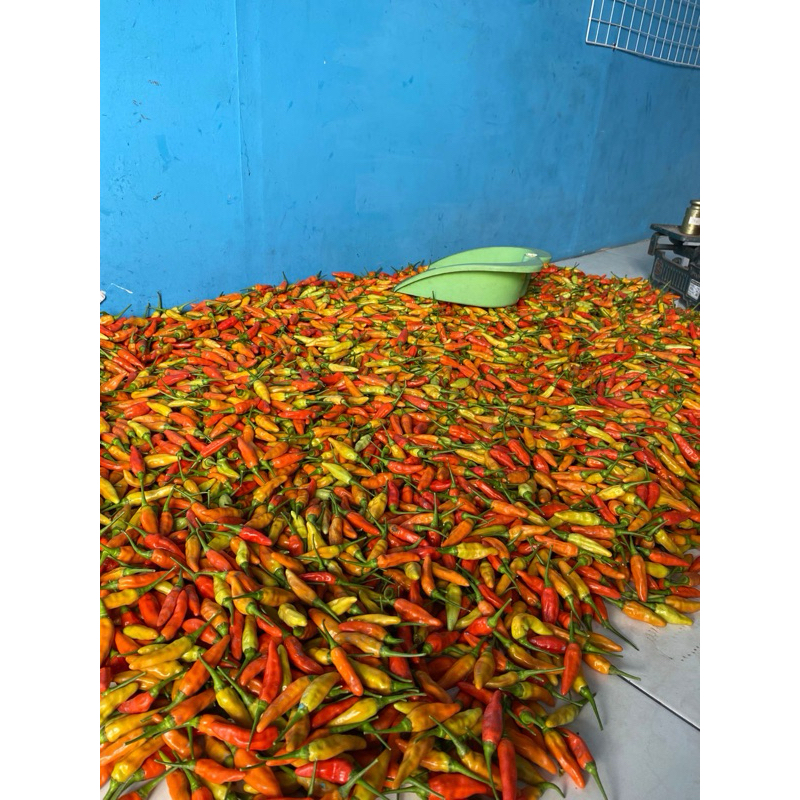 

cabe rawit ori 250gr