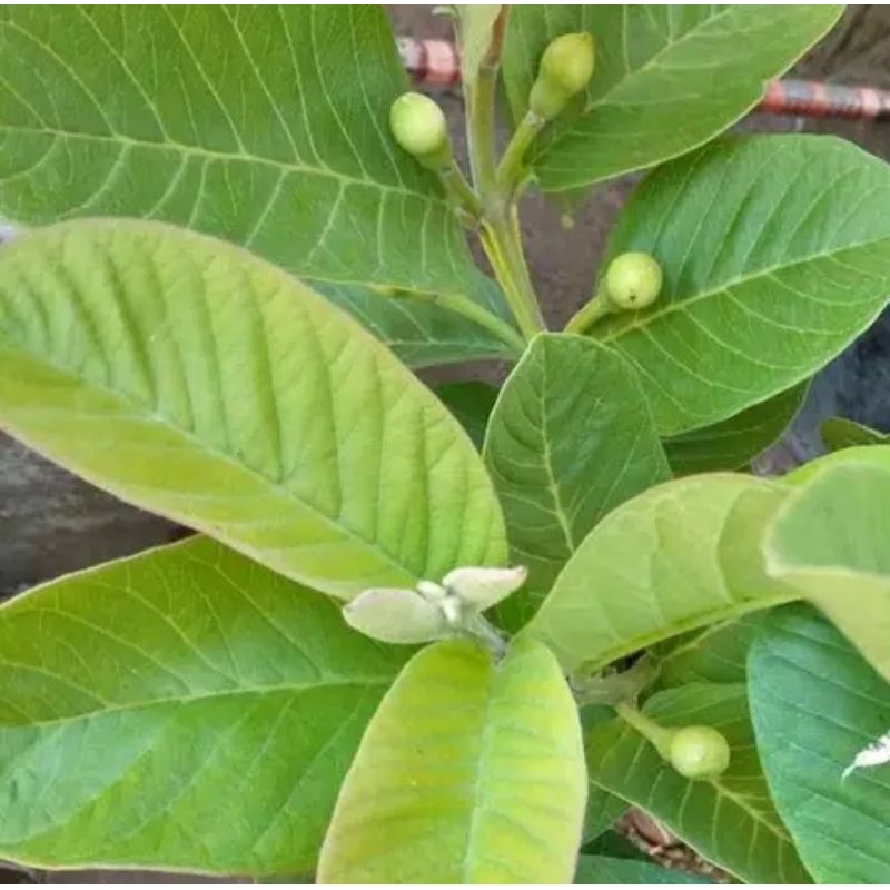 

Daun jambu biji fresh 500 gram
