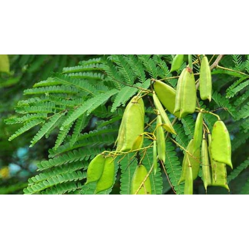 

250 gram daun secang segar / daun tanaman secang.