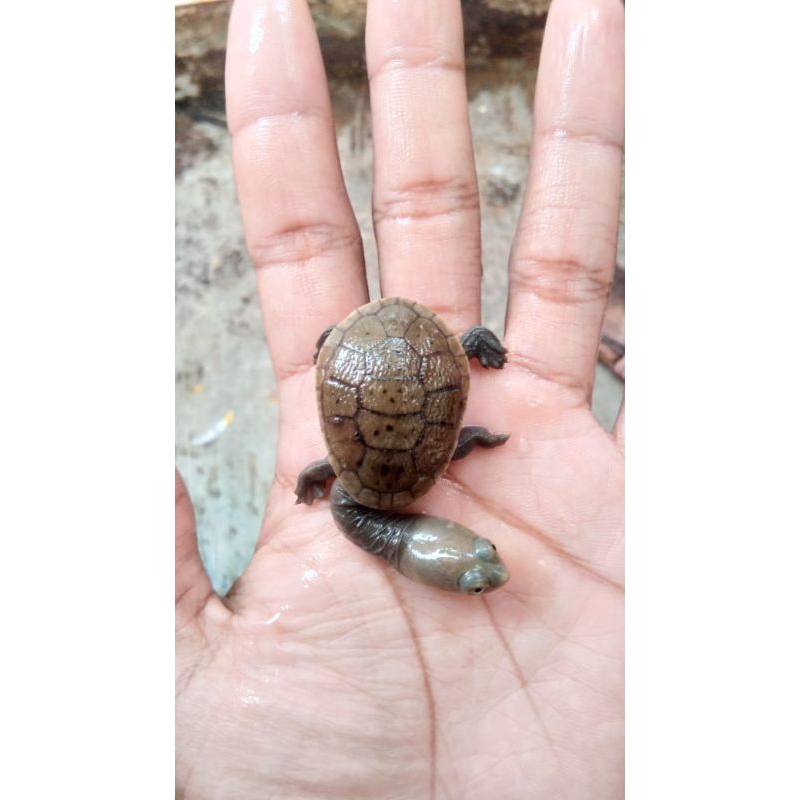 Kura Kura sieben Rocky leher panjang