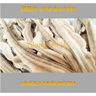 

Ling Zhi Pian 100 gram Jamur Lingzhi Reishi Mushrooom Ling Chih