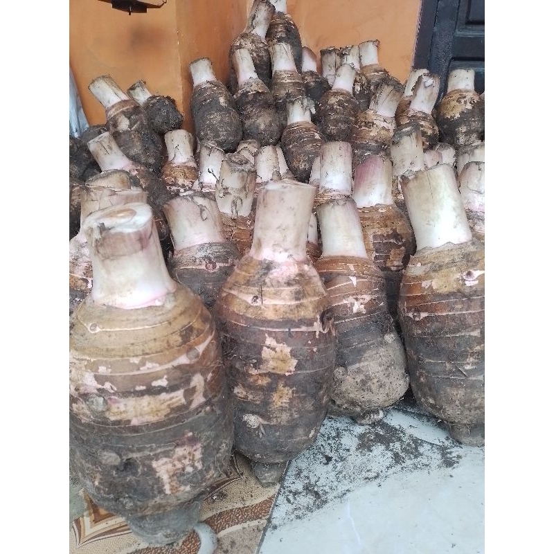 talas pratama atau umbi bentol 10kg