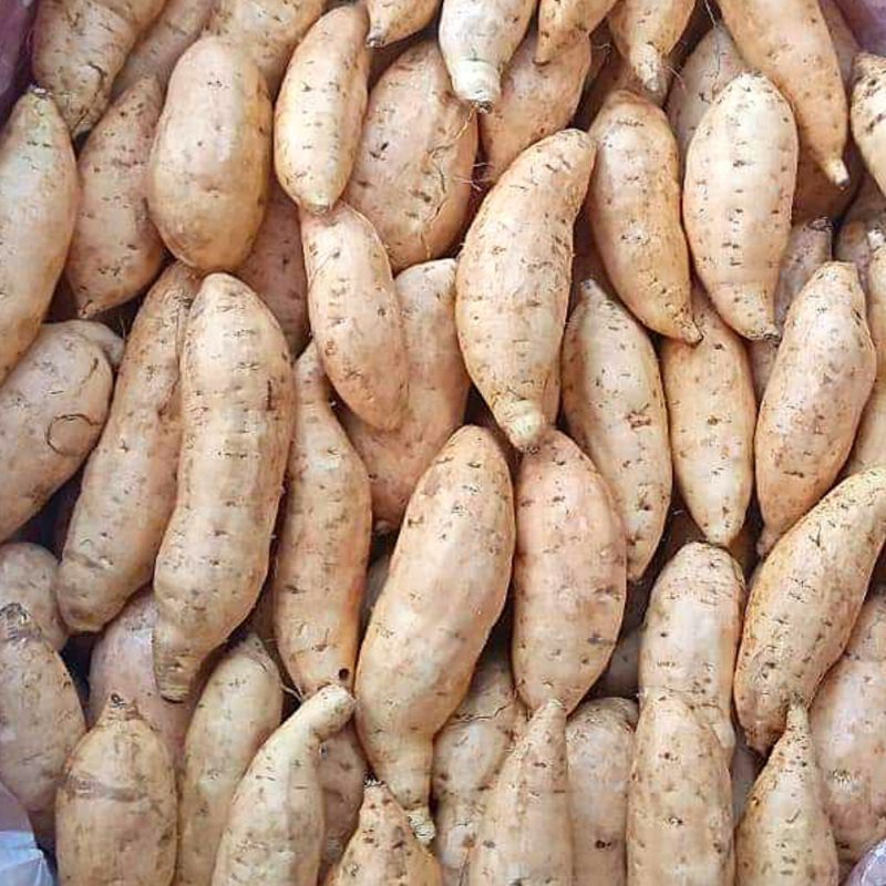 

Ubi Madu Cilembu 1 Kilogram