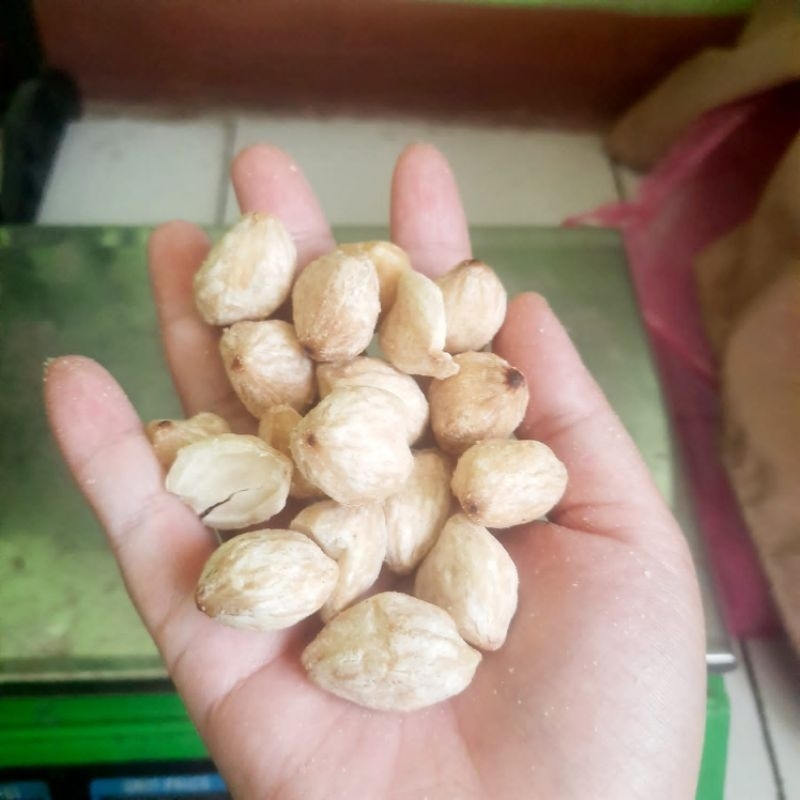 

kemiri fresh 500gr