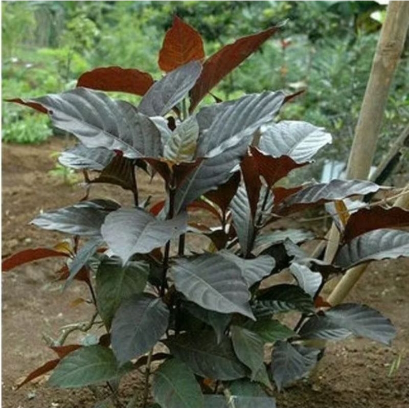 

100 GRAM DAUN HANDEULEUM SEGAR / DAUN KOPI HITAM / HERBAL DAUN WUNGU