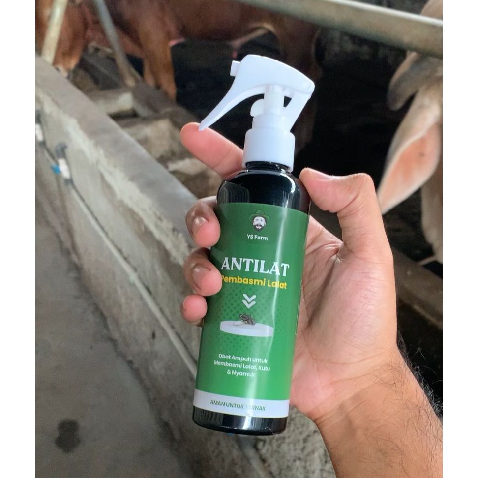 ady78 Obat Pembasmi Lalat Pada Sapi Kambing Obat Lalat Sapi Luka Cepat Kering