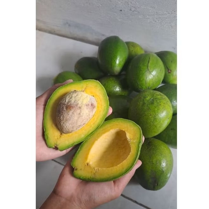 

Alpukat mentega per kg Bergaransi