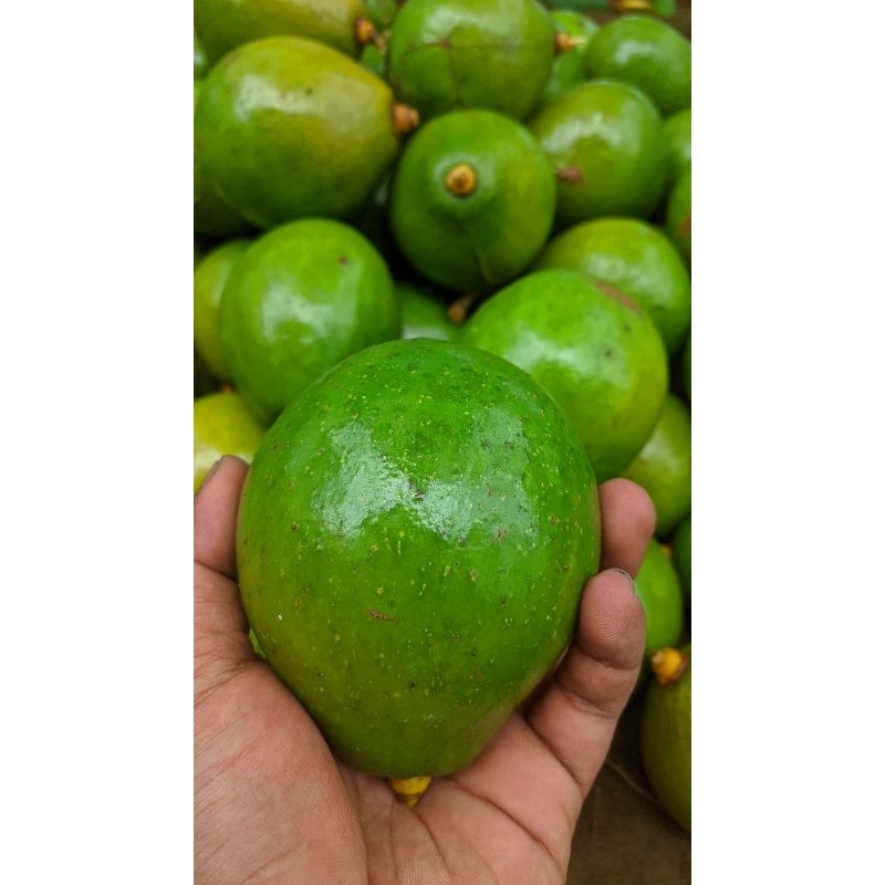 

Alpukat mentega fresh baru panen 1kg