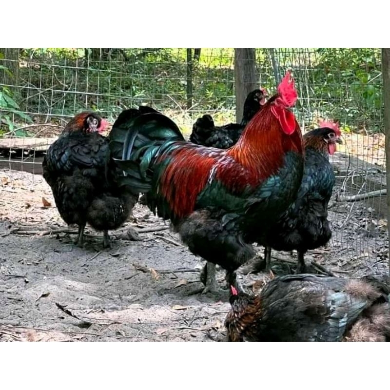 

telur fertil ayam gorila ory indukan jumbo. fertil untuk di tetaskan