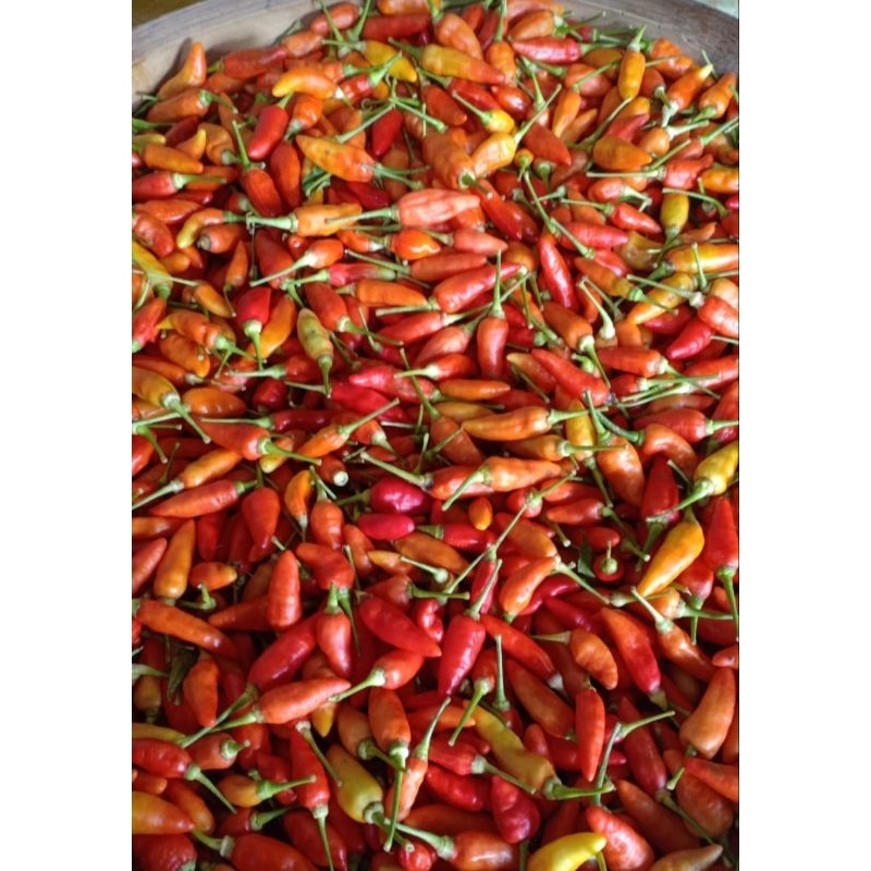 

Cabe rawit merah fresh dari petani