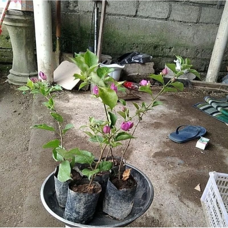 

ORIGINAL ANGGUR UNGU 10pcs