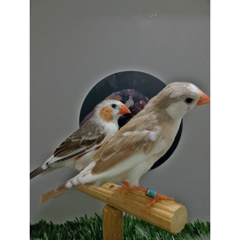 ZEBRA FINCH PINGUIN