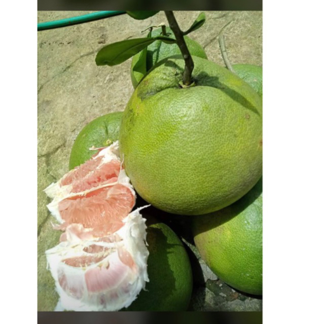 

JERUK PAMELO KHAS PATI BB 900-1.1 kg