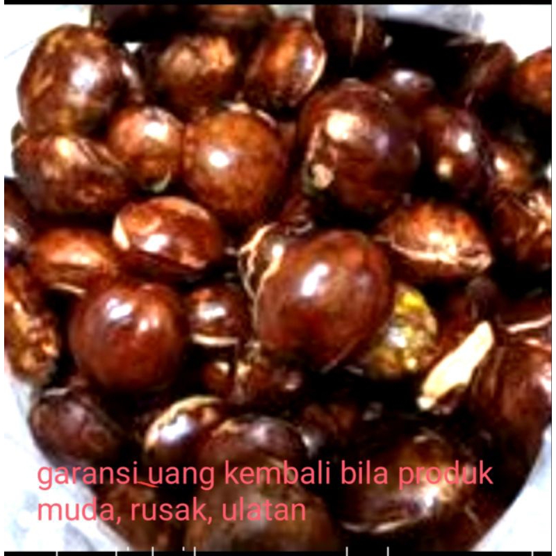 

JENGKOL TUA ORGANIK superan @1,250kg UK standart fresh tua Punel asli prigi trenggaleke