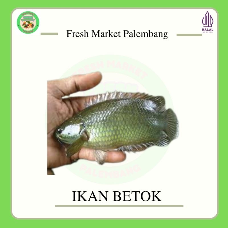 

Ikan Betok -Fresh Market Palembang-