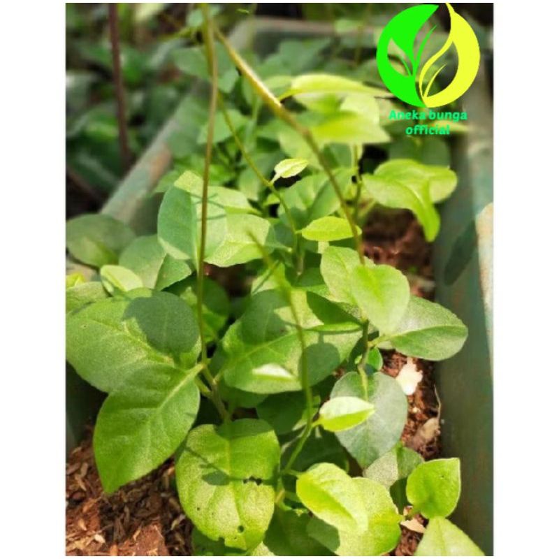 Pohon herbal daun binahong hijau / tanaman binahong hijau