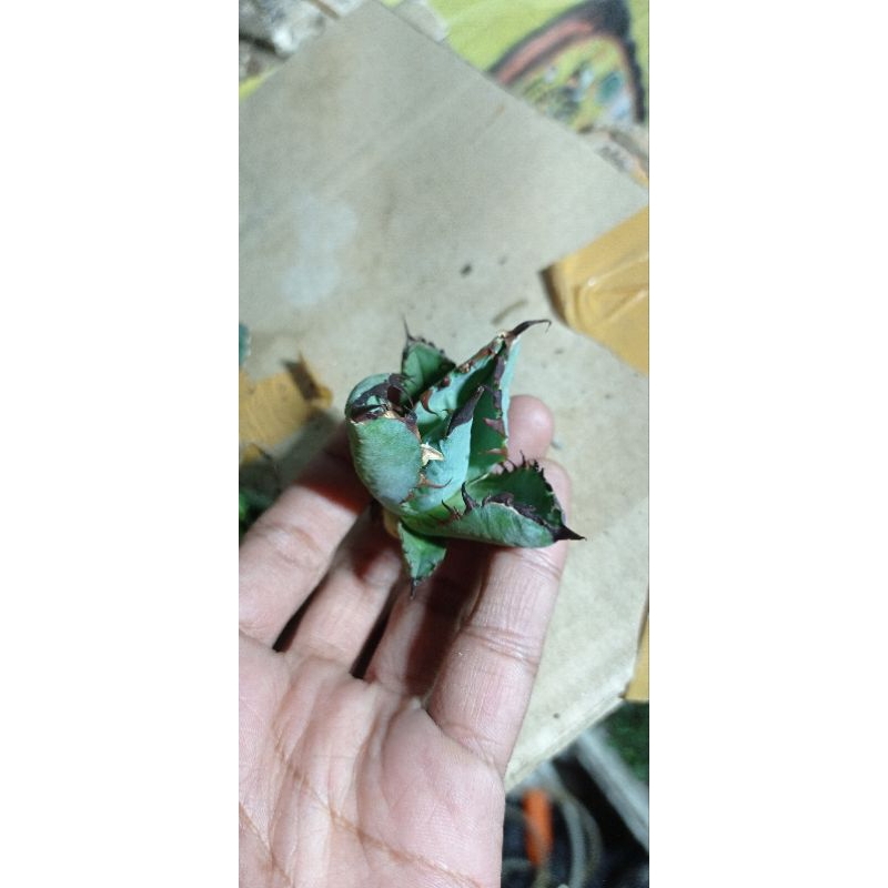 Agave Titanota Black & Blue