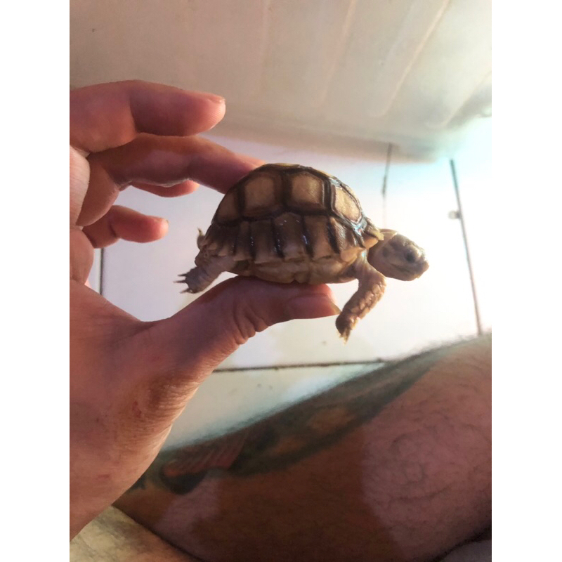 kura2 sulcata bulet banget SOLD