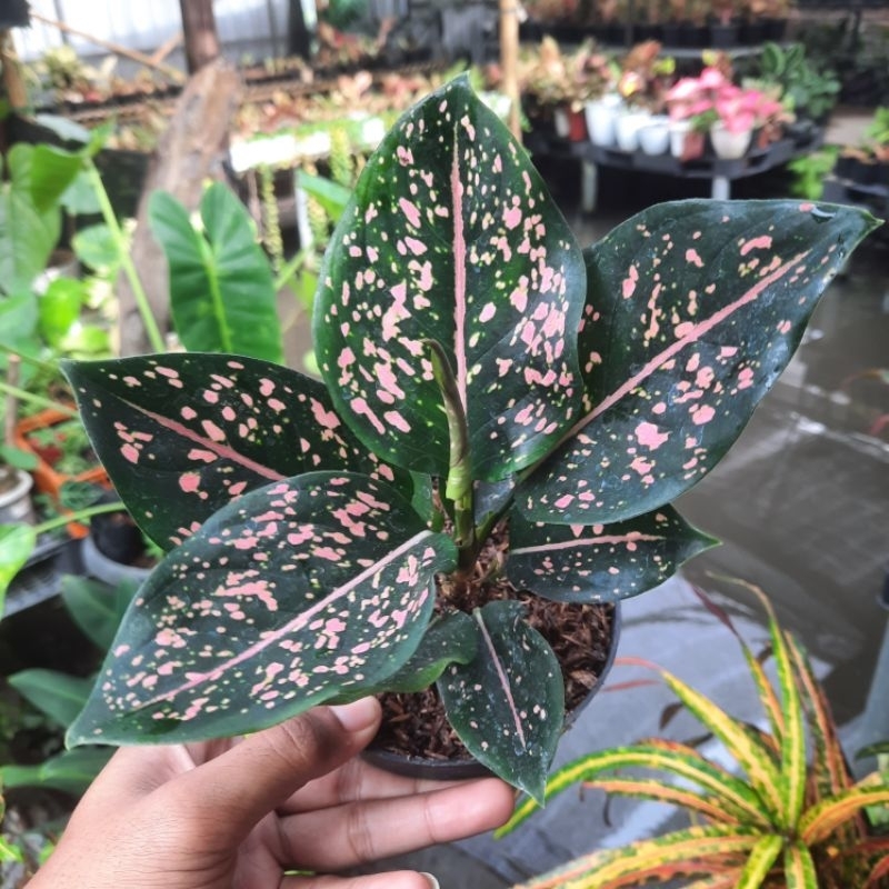 aglonema pink dalmation