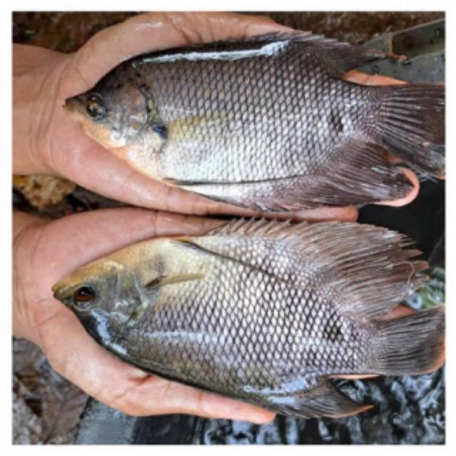 Bibit Gurame Soang ,Gurame hitam konsumsi / ikan sehat karantina berkwalitas.