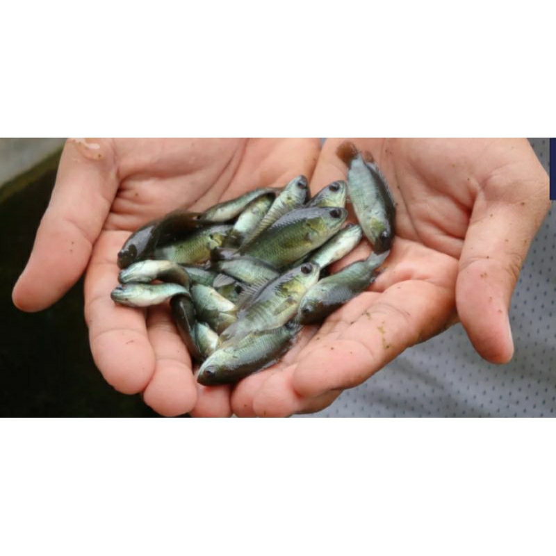 ( Pakan ) Bibit betok/puyu f1 Jumbo uk A