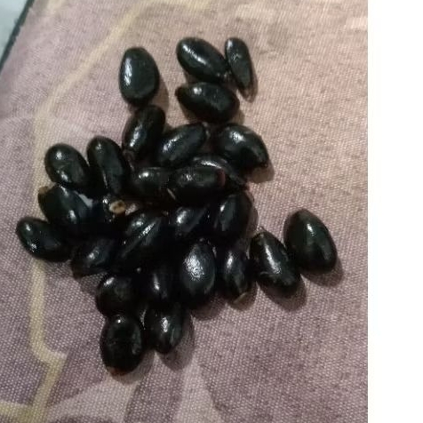 biji benih buah srikaya buah nona rasanya manis poll