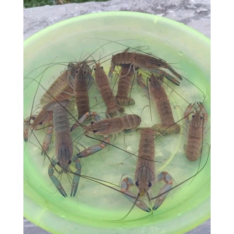 

bibit 3-4 inchi 15 ekor jenis red claw