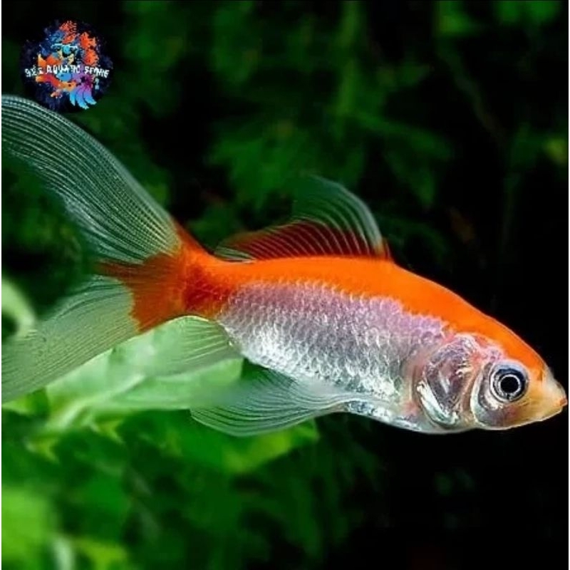 Hiasan Aquarium Komet Slayer