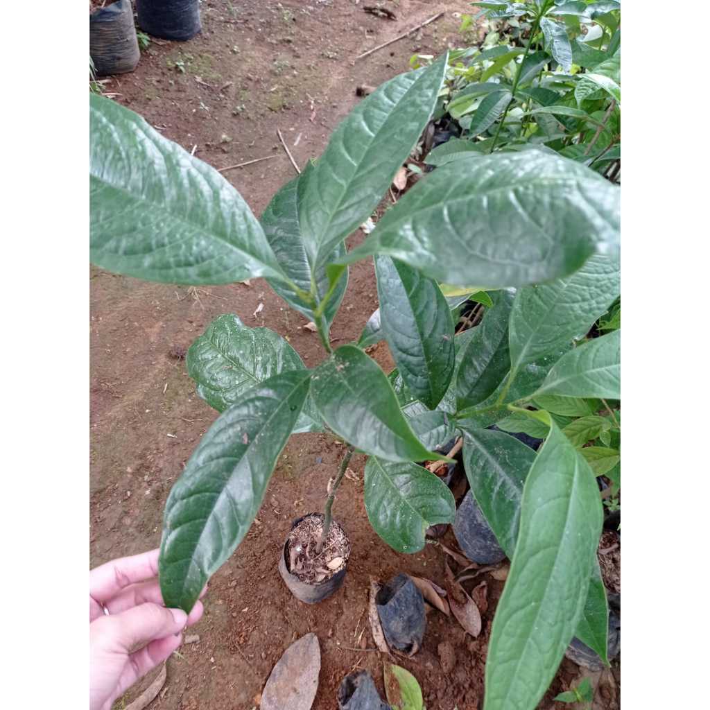 Sarah nursery  - Bibit tanaman bunga hias Cempaka Gondok I Cempaka Telur