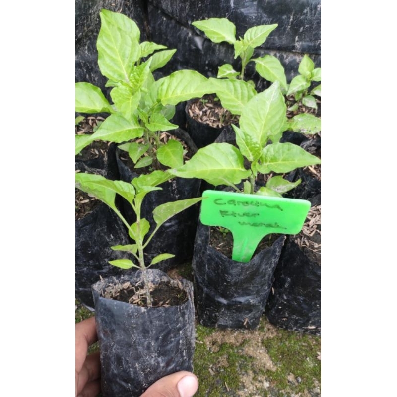 Bibit Cabe Carolina Reaper Valid