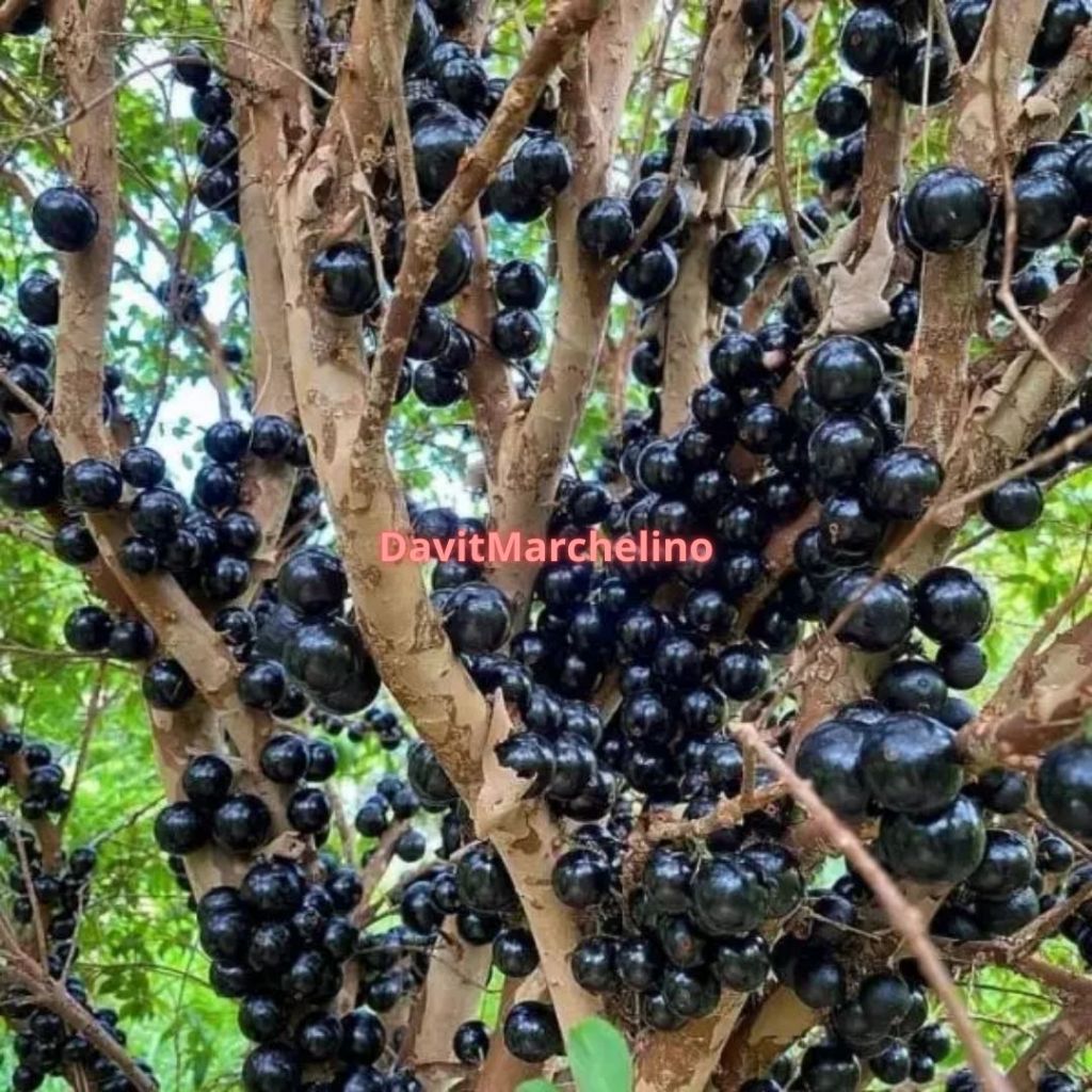 Bibit Anggur Brazil Hasil Cangkok Siap Berbuah