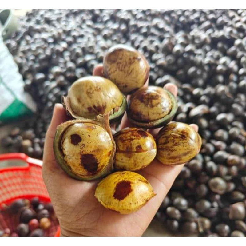 

JENGKOL TUA SUPER MANTUL