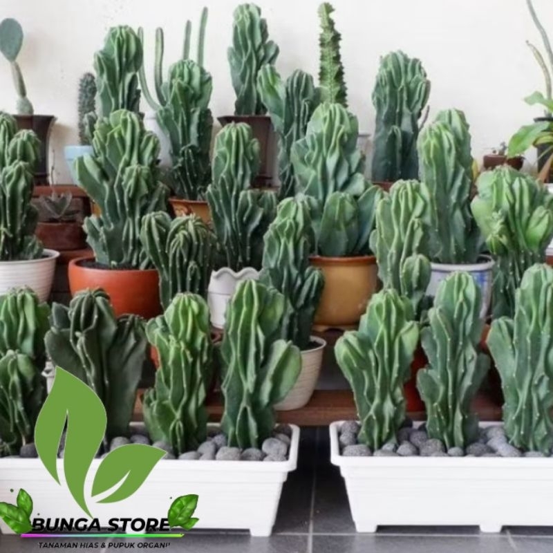 ( BISA COD ) Tanaman Hias Kaktus Lilin Cactus Batu Pohon Kaktus Pagoda Tanaman Hidup Kaktus Batu Poh