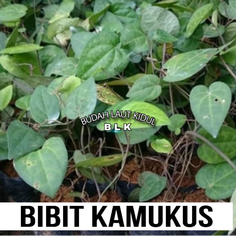 

Bibit kemukus unggul | Bibit kemukus berkualitas | 1 polibag 10000