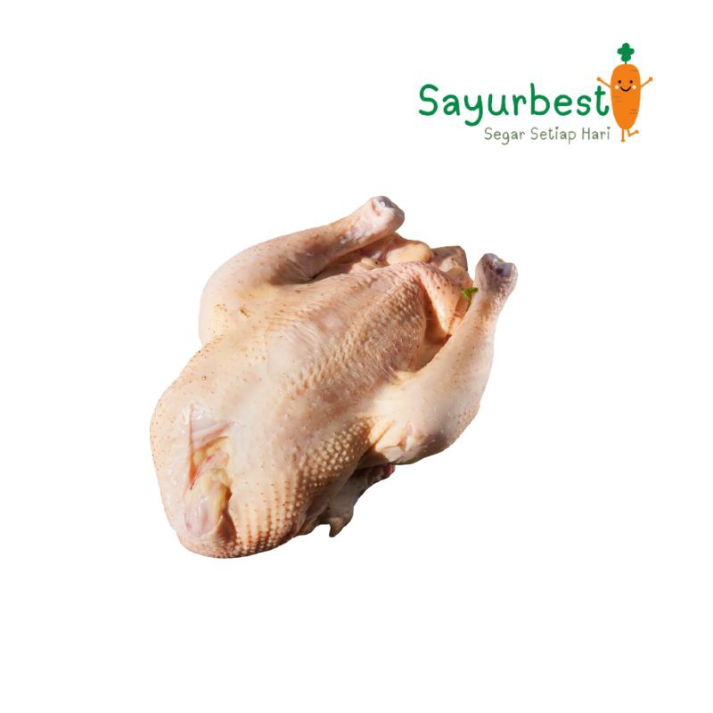 

(PO KIRIM BESOK) Ayam Kampung Potong Segar 1 Ekor
