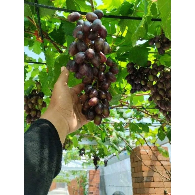 

anggur import akademic tinggi 40-60cm