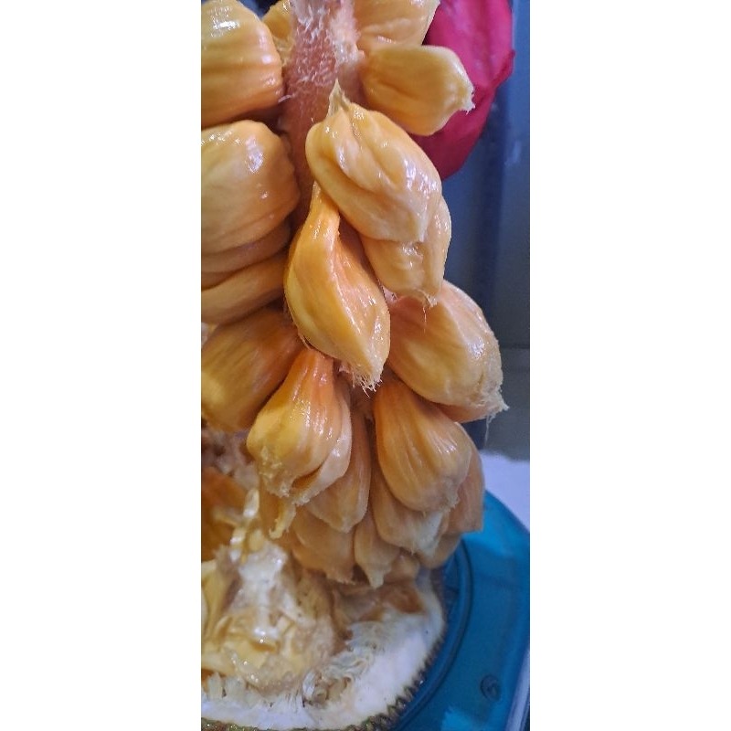 

Cempedak Manis Perkilo