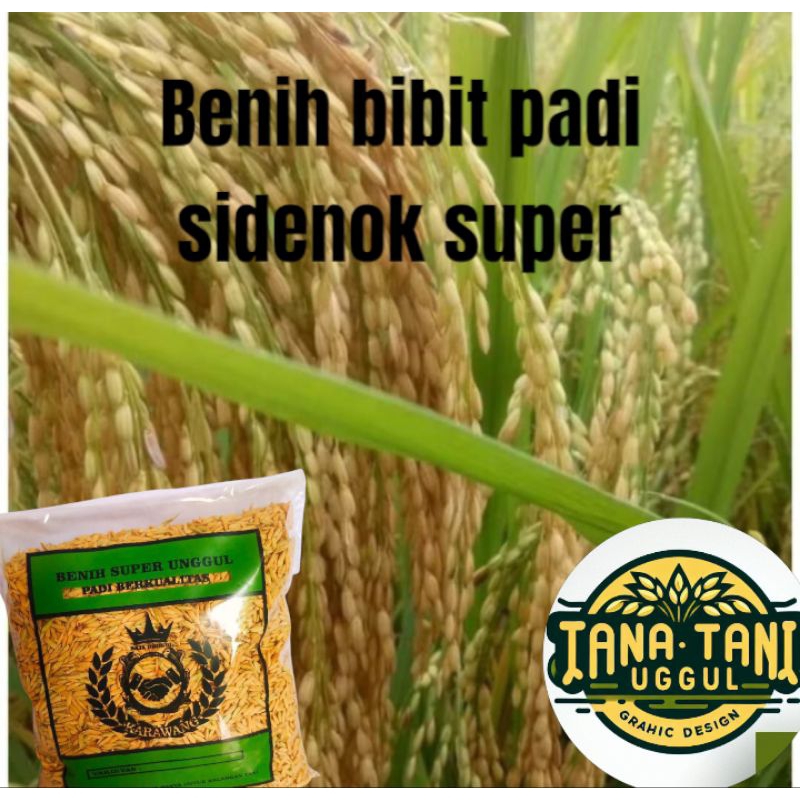 BENIH BIBIT PADI SIDENOK ,KUALITAS UNGGUL 5KG
