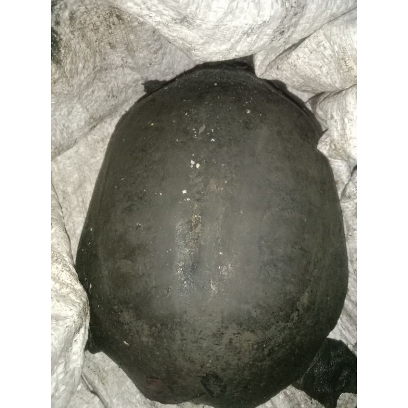 jual bulus labi labi