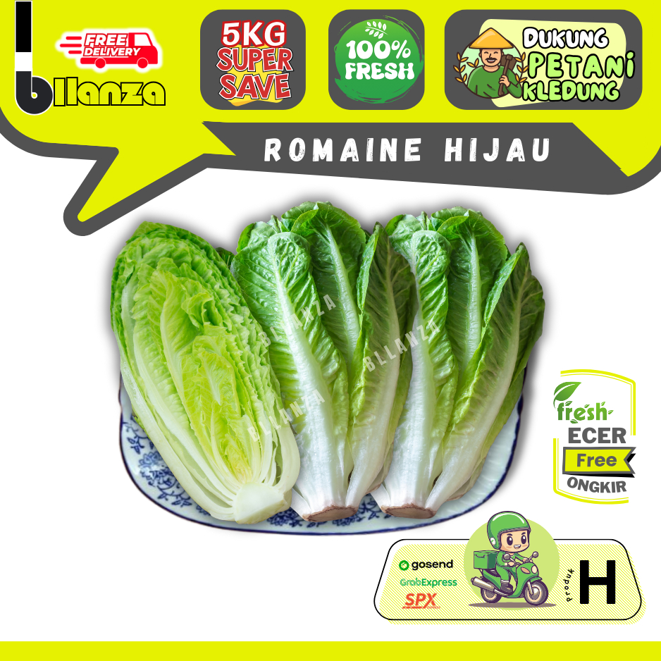 

Bllanza Romaine Hijau / Selada Romaine Sahabat Makan Sayur Ecer (H)