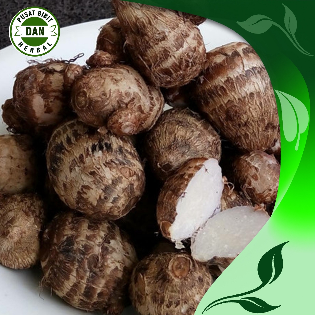 

Umbi Talas Pulen 1 kg -Ubi Talas Segar Fresh