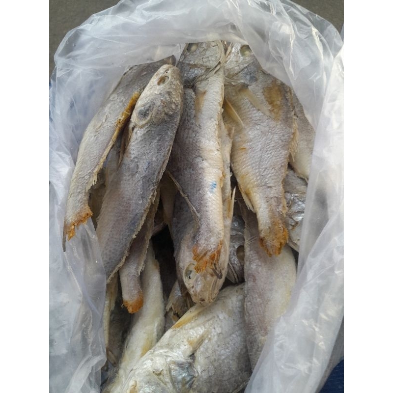 

Ikan Gulamo / Kepala Batu Kualitas Premium TERMURAH Bisa COD