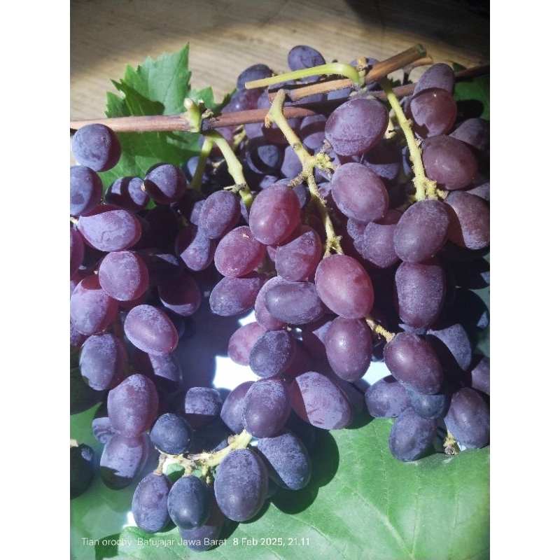 bibit anggur import jupiter