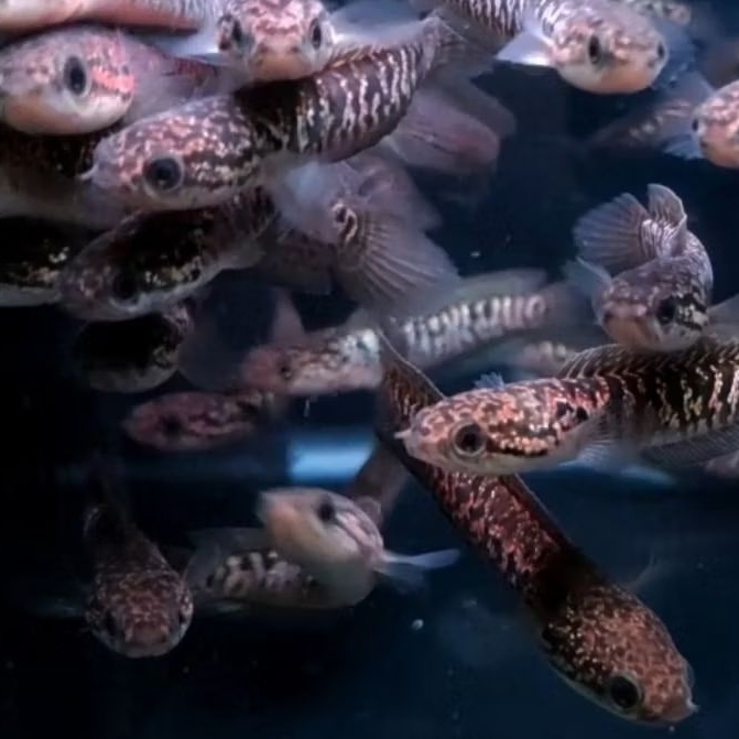 Sticker Channa Asiatica RSP Kalimaya 9-10cm