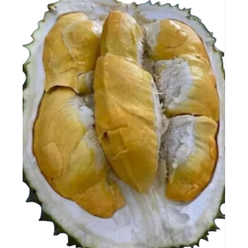 

Buah Durian Bawor Premium Fresh Ukuran Besar/Jumbo - GGS