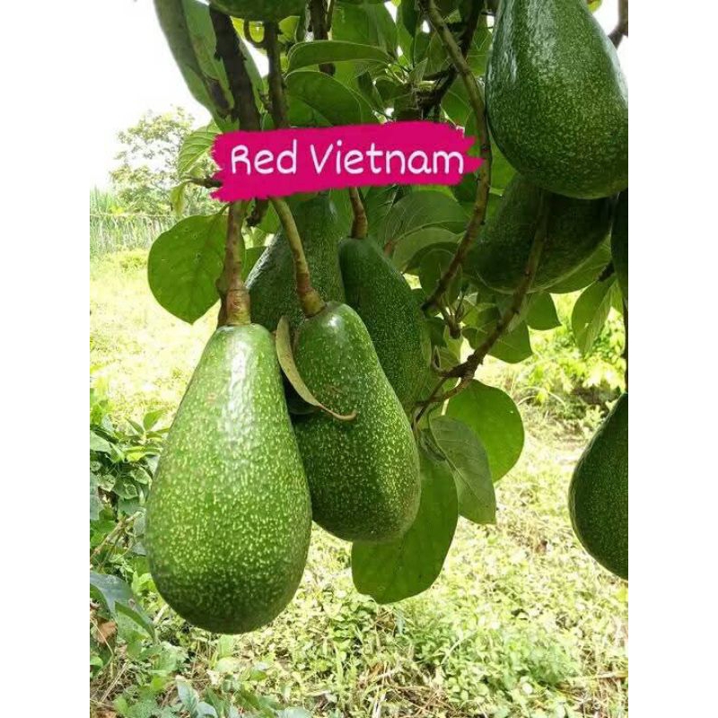 Bibit Alpukat Red Vietnam Super