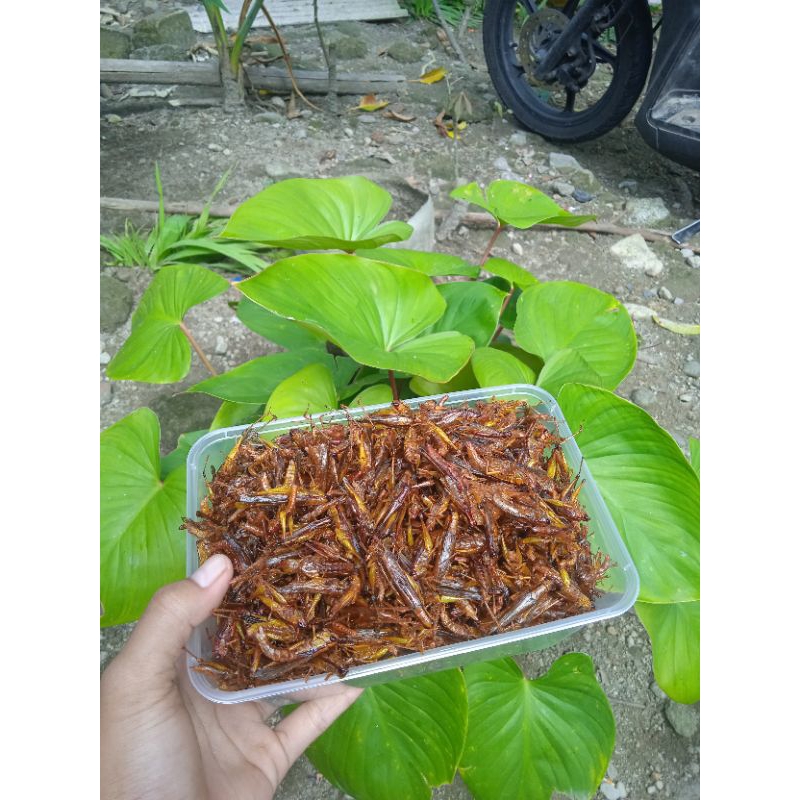 

belalang goreng kecil